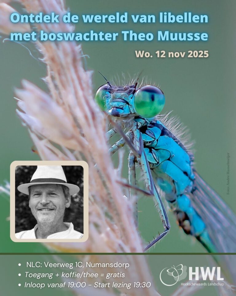 12-november:-ontdek-de-wereld-van-libellen-met-boswachter-theo-muusse
