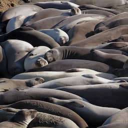 Aantal zeeolifanten in belangrijkste leefgebied flink gedaald door vogelgriep