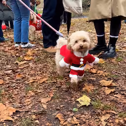 honden-in-kersttruien-lopen-kerstparade-in-londen.jpg
