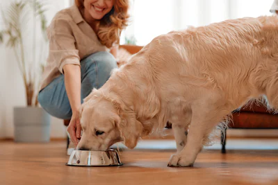an-adult-woman-brought-a-bowl-of-food-to-her-pet-labrador-dog-dog-eating-dry-food-from-a-bowl-in-the.webp