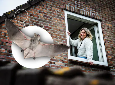 ar20251202-4777-wagenberg-interview-alexandra-haan-over-speciaal-huis-voor-de-vleermuis.webp