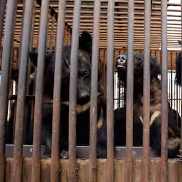 beren-fokken-en-houden-voor-hun-gal-voortaan-verboden-in-zuid-korea.jpg