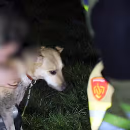 brandweer-redt-hond-die-bang-is-voor-vuurwerk-onder-brug-in-barneveld.jpg