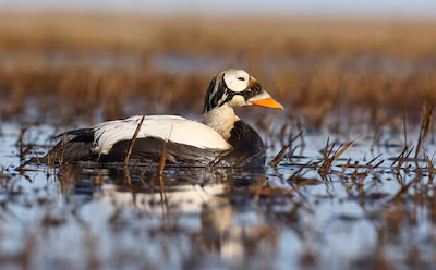 brileider-adult-male-spectacled-eider-somateria-fischeri-swimming-in-tundra-lake-during-the-breeding.avif