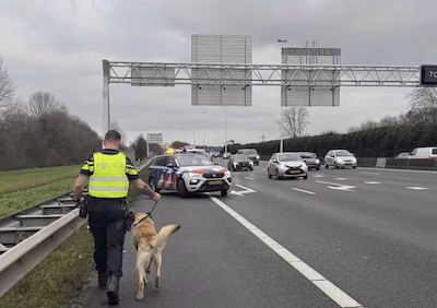 de-hond-is-door-de-politie-van-de-weg-geplukt.avif