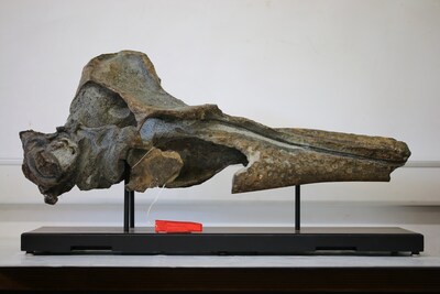 de-schedel-van-de-uitgestorven-dolfijnensoort-is-vanaf-nu-te-bewonderen-in-het-museum.jpeg