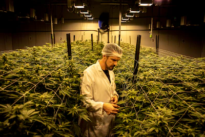 epa09519989-cilo-cybin-ceo-gabriel-theron-looks-at-some-of-the-flowering-cannabis-plants-at-the-comp.webp