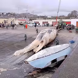 gigantische-walvis-in-spanje-weggesleept-met-hijskranen.jpg