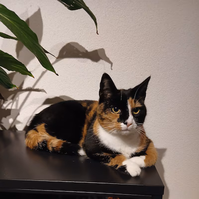 heb-jij-puk-of-vlekje-gezien-deze-twee-huisdieren-worden-in-dordrecht-vermist.avif