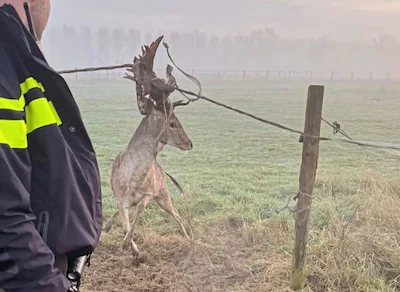 het-vastgeraakte-hert.webp