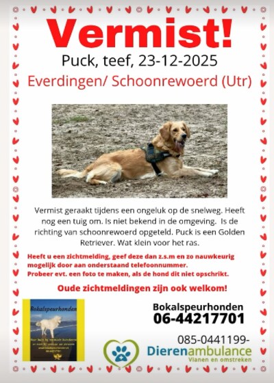 hond-puck-is-vermist-geraakt-na-een-ongeluk-op-de-a2.jpeg
