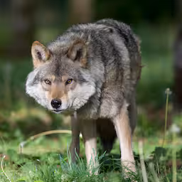 in-utrecht-doodgeschoten-wolf-blijkt-inderdaad-probleemwolf-bram-te-zijn.jpg