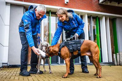 jg20251209-001-rotterdam-search-and-rescue-honden-worden-ingezet-om-vermiste-demente-ouderen-terug-t.webp