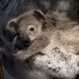 koalajong-laat-zich-steeds-vaker-zien-in-ouwehands-dierenpark.jpg