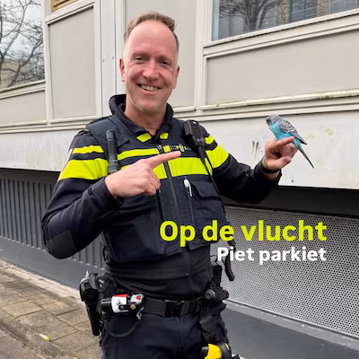 na-een-wilde-achtervolging-vond-piet-parkiet-bescherming-bij-een-politieagent.avif