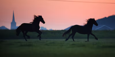 paarden-in-een-weiland-in-hitzum-friesland.avif