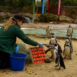pinguins-nemen-kijkje-bij-adventskalender-vol-versnaperingen-in-london-zoo.jpg