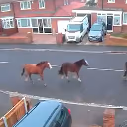 politie-achtervolgt-ontsnapte-paarden-in-engelse-woonwijk.jpg