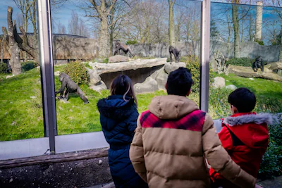 serie-afgekocht-adr-bezoekers-van-diergaarde-blijdorp-bij-het-gorillaverblijf-nadat-bokito-plotselin.webp