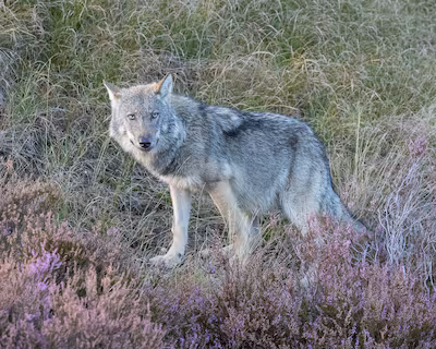 serie-afgekocht-voor-dg-een-wolf-afgelopen-weekeinde-vastgelegd-door-tientallen-fotografen-in-park-d.avif