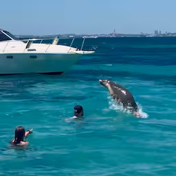 speelse-zeehond-vermaakt-zwemmers-in-australie.jpg