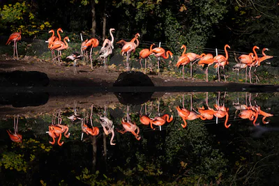 this-photograph-shows-red-flamingos-during-the-annual-avian-influenza-hpai-vaccination-campaign-at-t.webp