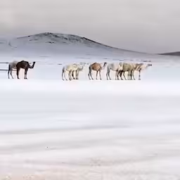 woestijn-met-dromedarissen-bedekt-door-zeldzame-sneeuw-in-saoedi-arabie.jpg
