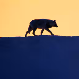wolf-die-hardloper-beet-op-hoge-veluwe-mag-niet-meer-worden-doodgeschoten.jpg