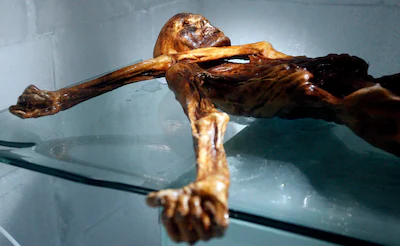2011-02-28-11-07-01-to-go-with-afp-story-by-pierre-feuillythe-mummy-of-an-iceman-named-otzi-discover.webp