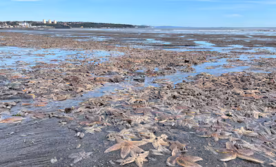 a-general-view-of-bodies-of-thousands-of-starfish-washed-up-on-kirkcaldy-beach-in-fife-scotland-the.avif