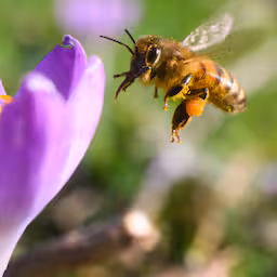 afwisseling-van-warme-en-koude-periodes-in-winter-is-slecht-nieuws-voor-insecten.jpg