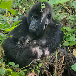 bedreigde-berggorilla-baart-unieke-tweeling-in-congolees-oorlogsgebied.jpg