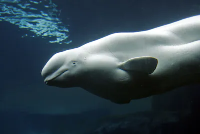 beluga-white-whale-delphinapterus-leucas-date.webp