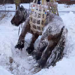 brandweer-redt-paard-uit-besneeuwde-sloot-in-drenthe.jpg