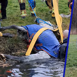 brandweer-trekt-met-mankracht-paard-uit-sloot-in-delfgauw.jpg