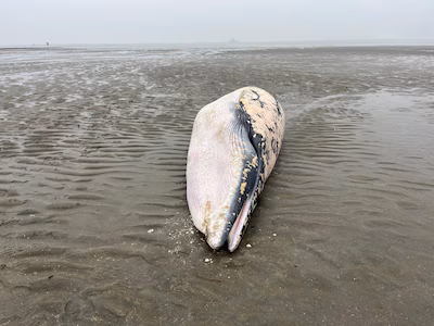 de-aangespoelde-dwergvinvis-op-het-kalootstrand-bij-vlissingen.avif