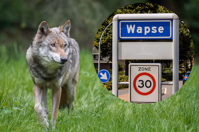 de-doodgeschoten-wolf-in-wapse-roept-een-hoop-reacties-op-foto-ter-illustratie.avif