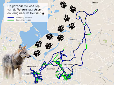 de-zender-van-de-wolf-laat-zien-welke-route-het-dier-heeft-gelopen.avif