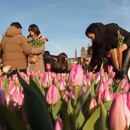 duizenden-bezoekers-plukken-tulpen-op-het-museumplein.jpg