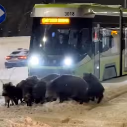 groep-zwijnen-blokkeert-poolse-tram-en-zorgt-voor-vertraging.jpg