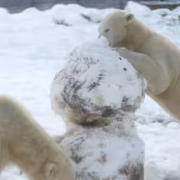 ijsberen-breken-sneeuwpop-vol-met-lekkernijen-af-in-eindhoven-zoo.jpg