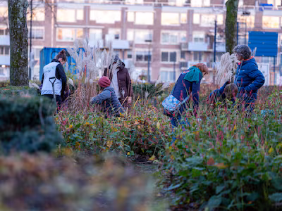 in-deze-straten-in-zwijndrecht-mogen-zondag-alle-struiken-en-planten-uit-de-grond.avif