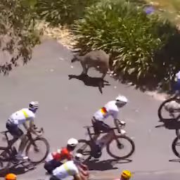 kangoeroe-veroorzaakt-crash-in-tour-down-under.jpg
