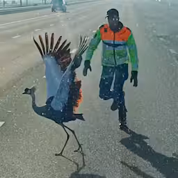 kraanvogel-op-a2-laat-zich-moeilijk-vangen-en-houdt-verkeer-op.jpg