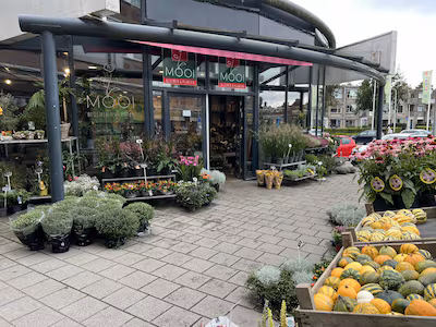 mooi-bloemen-en-planten-aan-het-louwersplein-in-hendrik-ido-ambacht-is-failliet.avif