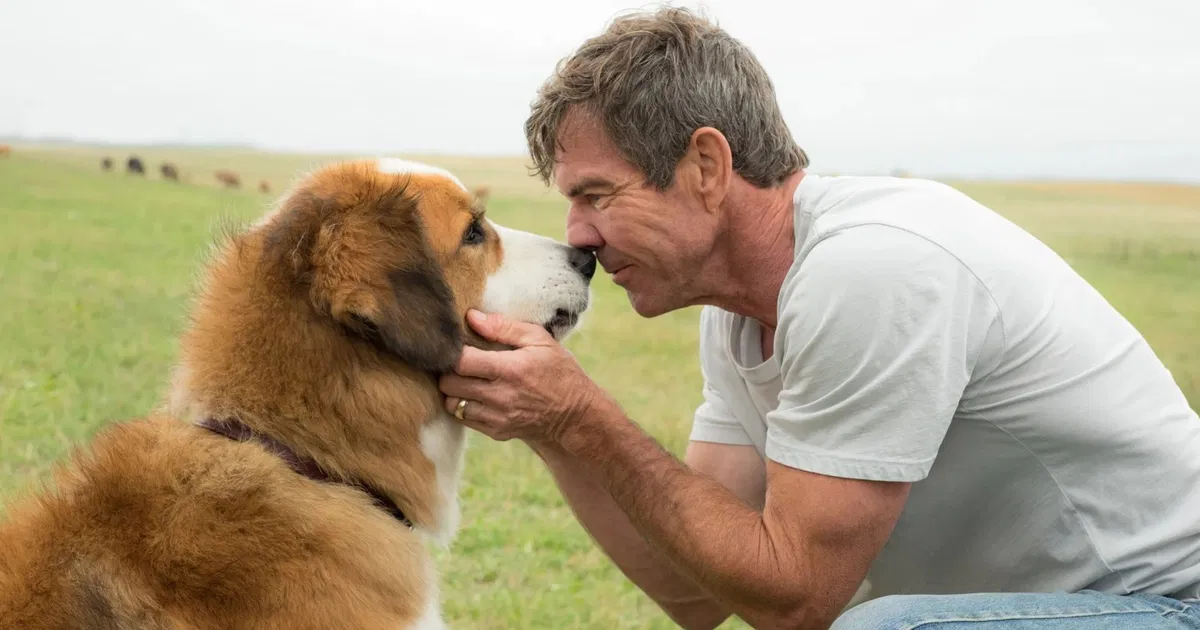 netflix-komt-met-nieuwe-hondenfilm-in-a-dogs-purpose-reeks.jpg