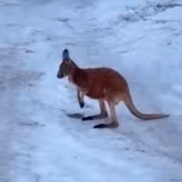ontsnapte-kangoeroe-hupt-door-tsjechische-sneeuw.jpg