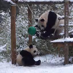 reuzenpandas-genieten-van-besneeuwd-verblijf-in-rhenen.jpg