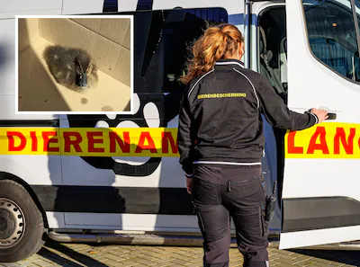 serie-afgekocht-adr-ar20251204-5135-rotterdam-04-12-2025-dierenambulance-inzet-het-eendenkuiken-geva.webp