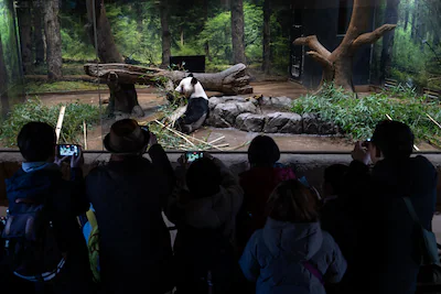 tokyo-japan-january-25-giant-panda-lei-lei-eats-bamboo-on-her-final-public-viewing-day-at-ueno-zoolo.webp